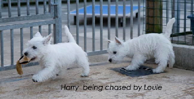 HarryLouie